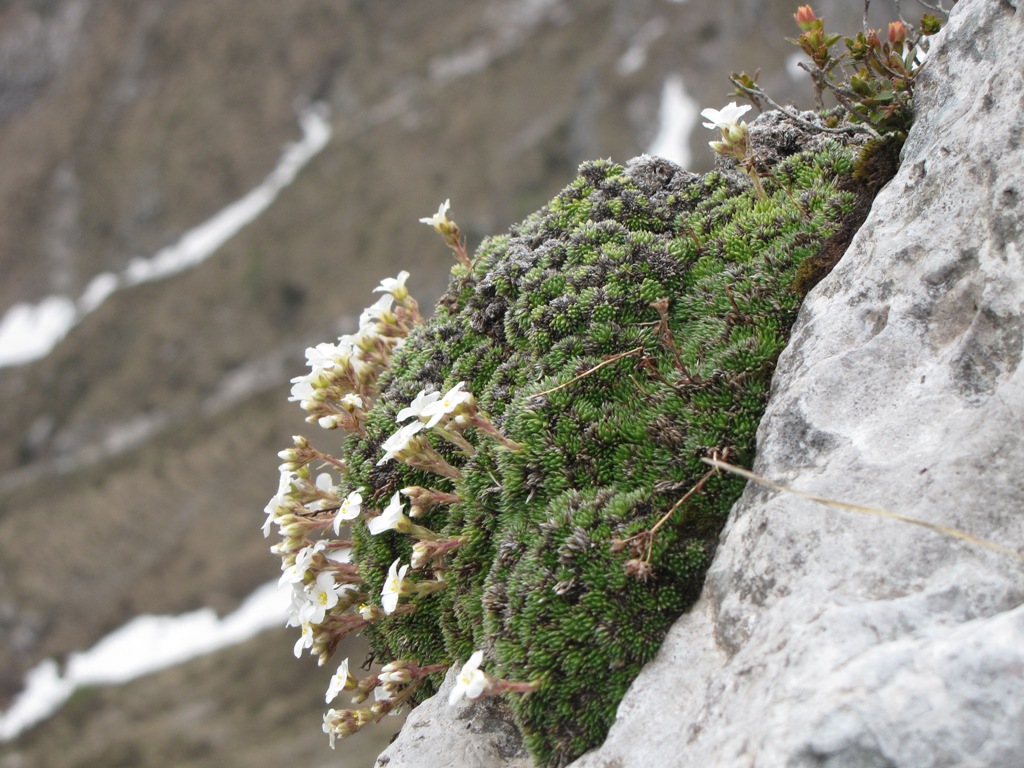 Saxifraga vandellii / Sassifraga di Vandelli